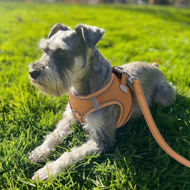 Detalle 2 de Joytale Step in Dog Harness (Soft Mesh Reflective Vest) for Extra Small and Small Dogs, S, Brown