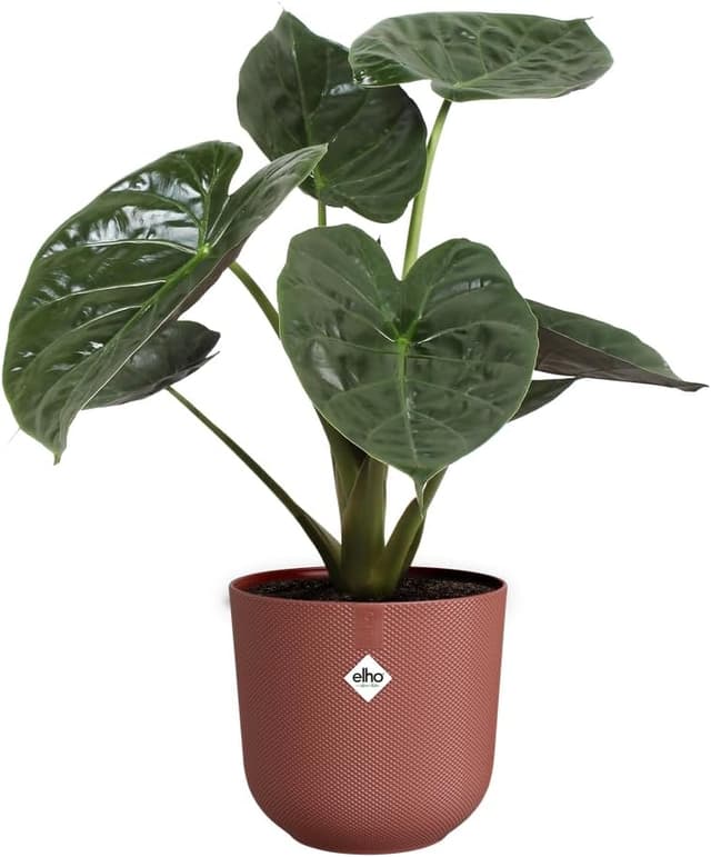 Detalle de Elho Jazz Round 26cm 🌱 Maceta Grande Interior Reciclada Roja