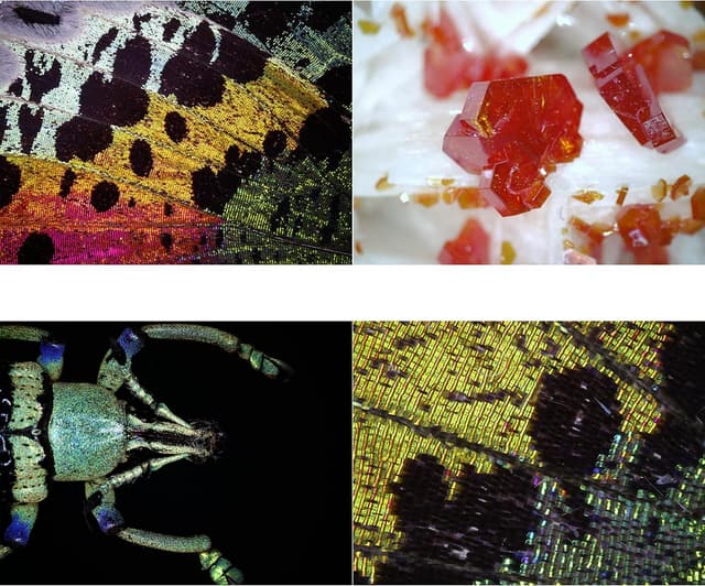 Detalle 2 de Bresser DST-1028 Digitales Mikroskop