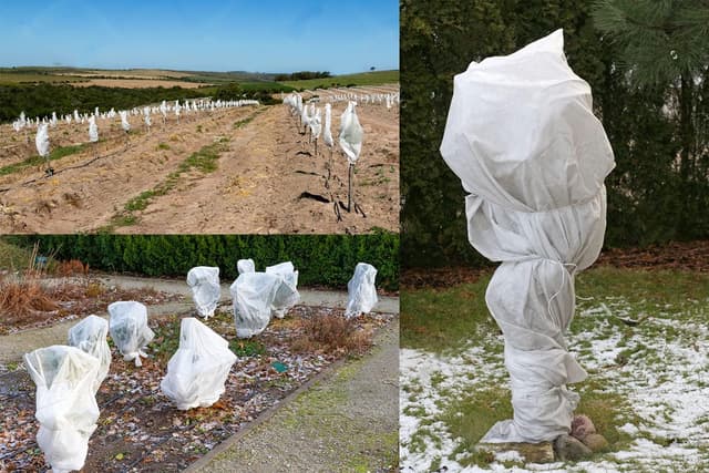 Thumbnail 4 de Lot de 2 voiles hivernage pour plantes