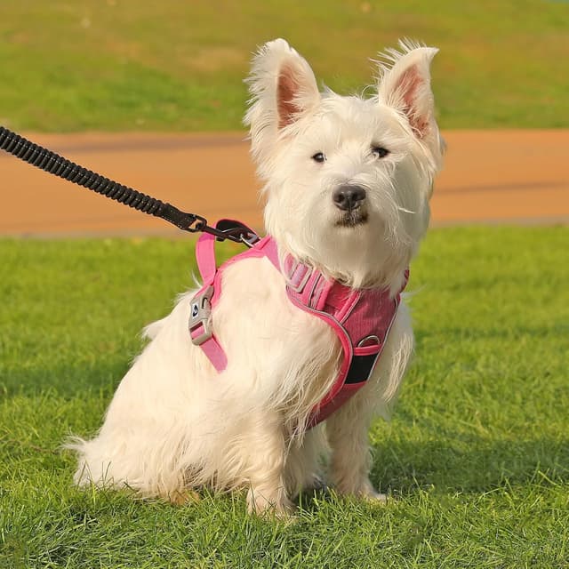 Thumbnail 6 de Belababy Medium Dog Harness (Anti-Pull) with Soft Padded Handle and Reflective Strips, Rose M