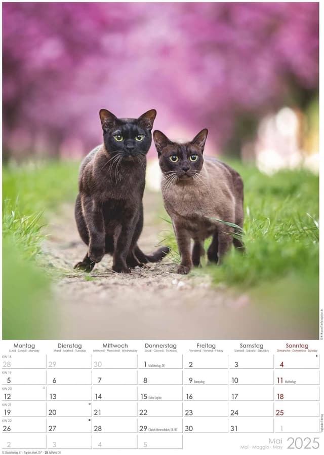 Thumbnail 6 de Alpha Edition Tatzentiger 2025 Wandkalender 29,7x42 cm