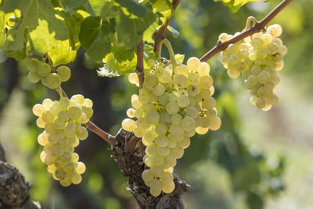 Detalle de Codorníu Non Plus Ultra Ecológico - Cava Brut 75 cl 🍾