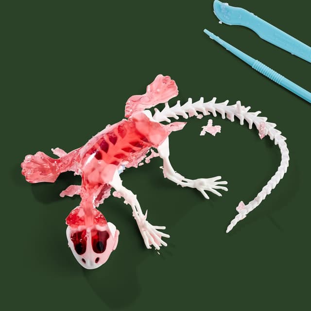 Thumbnail 4 de Scout Dissect-It Salamandre à disséquer 14 cm 🐸