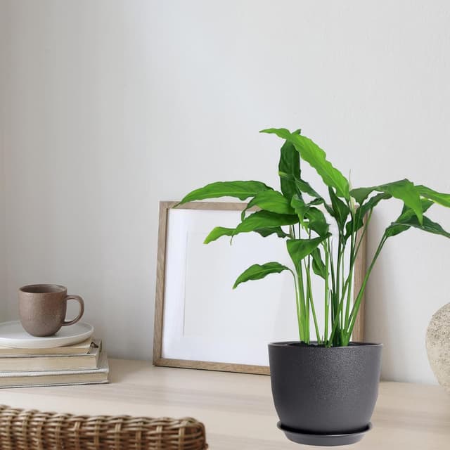 Thumbnail 4 de PROFIKLA Plastic Plant Pots Set 3 — 20cm