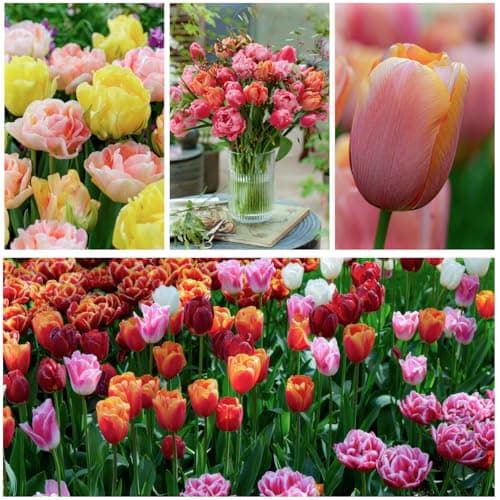 Imagen de DUTCH BULBS EXCLUSIVE PLANTS FROM HOLLAND Bulbos de tulipán Super Collection 50 piezas 🌱 en OfertitasTOP