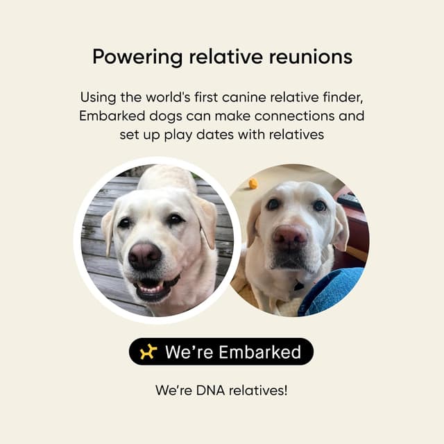 Thumbnail 4 de Embark Breed Health Kit Dog DNA Testing