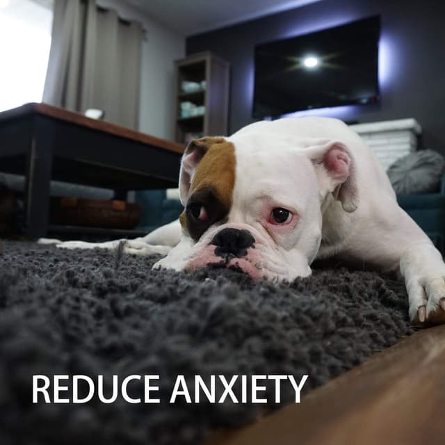 Thumbnail 6 de Toozey Welpenspielzeug 7 Stück