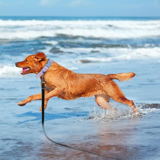 Detalle 1 de Wolfone Black 12m long line lead