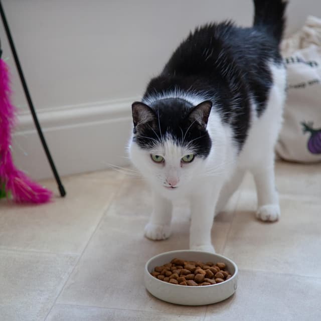 Detalle de Mason Cash Color Mix Creme Katzen-Untertasse 13 cm – robuste Gres-Untertasse für Futter & Pflege