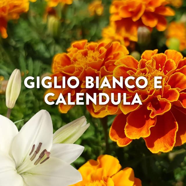 Thumbnail 6 de Lenor Ammorbidente Concentrato Essenze d’Italia – Polignano, note di Lillà e Calendula (440 lavaggi, 8x55)