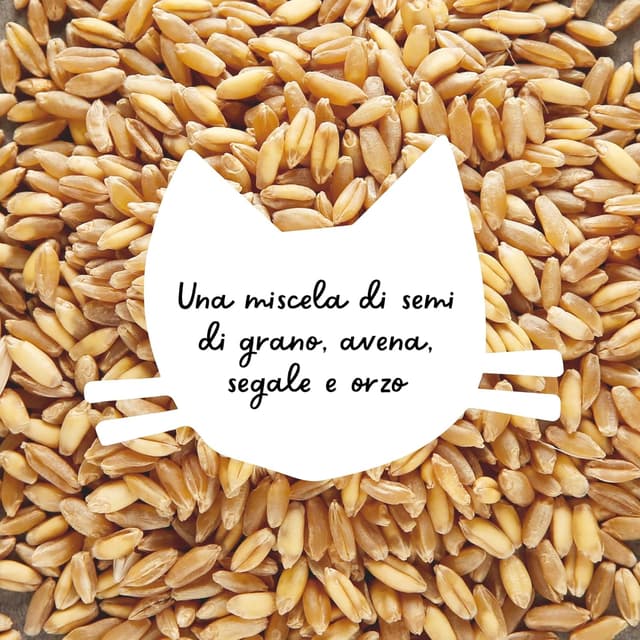 Thumbnail 6 de Erba per gatti da interno, kit da 3