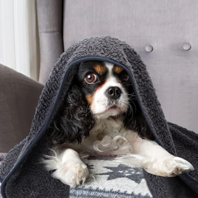 Detalle de Nobleza couvertures en peluche pour chiens et chats lavables gris 80 x 80 cm