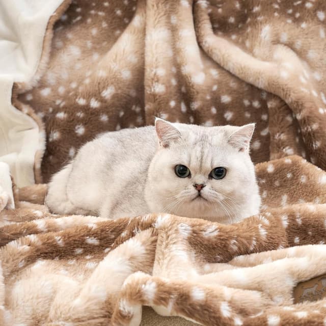 Thumbnail 6 de COZY KISS Waterproof Pet Blanket 75x100cm