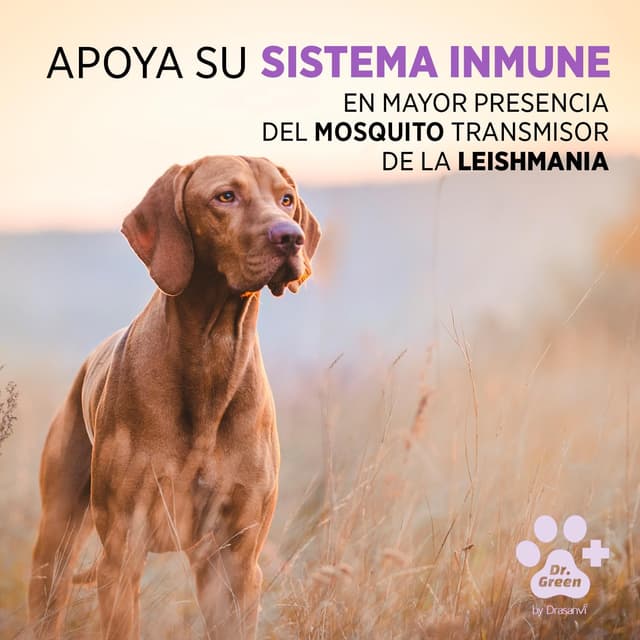 Thumbnail 3 de Drasanvi ARTEMIGREEN 30 comprimidos