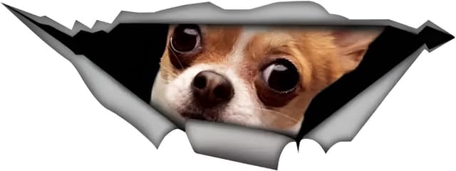 Imagen de Autoaufkleber Chihuahua 18 cm Aufkleber en OfertitasTOP