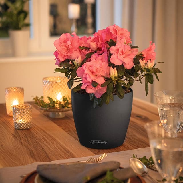 Thumbnail 6 de LECHUZA CLASSICO Color 21 schiefergrau 13184