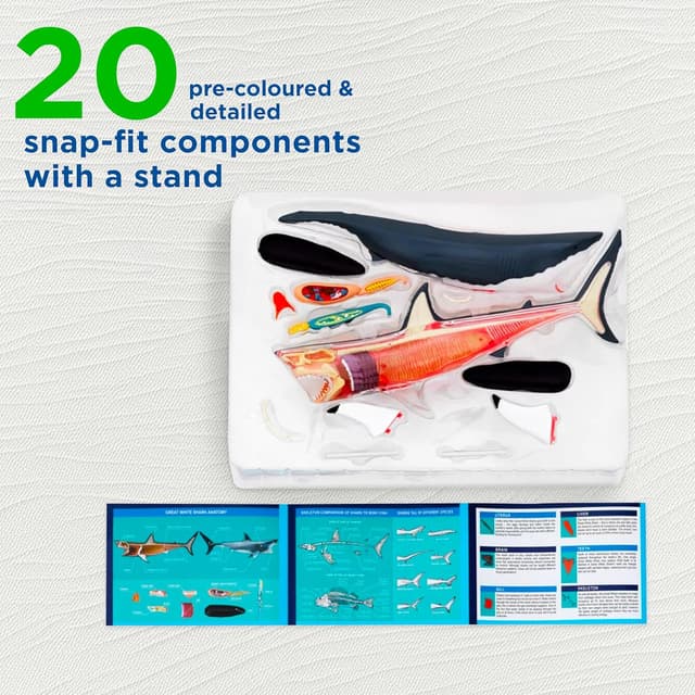 Thumbnail 2 de Thames and Kosmos Great White Shark Anatomy Model 20pc