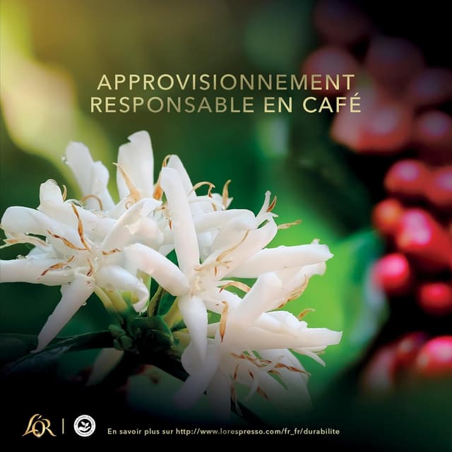 Thumbnail 5 de L'OR Decaffeinato 100 capsules Nespresso