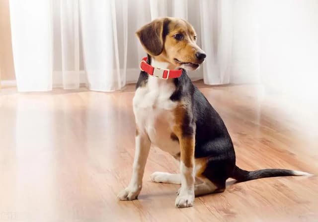 Detalle de YUDOTE Soft Corduroy Dog Collar with Plastic Clip (Medium, Fiery Red)