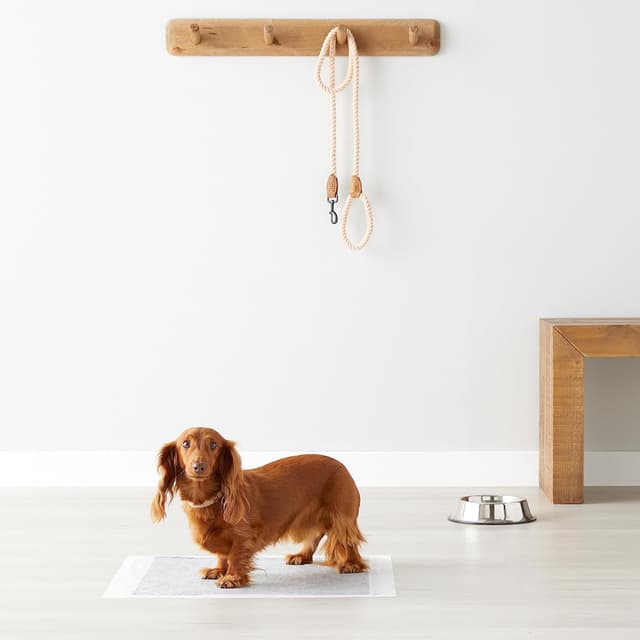 Thumbnail 5 de Amazon Basics Almohadillas de adiestramiento para perros 馃惥 120 unidades