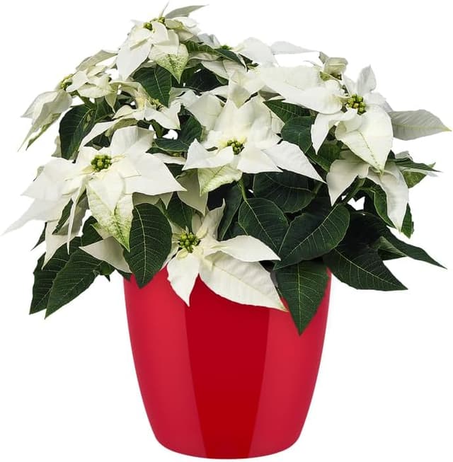 Thumbnail 7 de Elho Brussels Diamond Round 25 - Macetero Interior Rojo 🌺