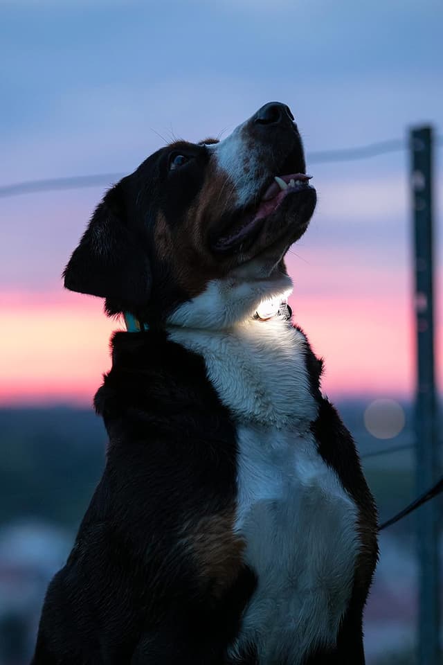 Detalle 1 de Max & Molly Matrix Ultra LED – Hundelicht für Geschirr, Leine & Halsband (schwarz, wasserfest, USB wiederaufladbar)