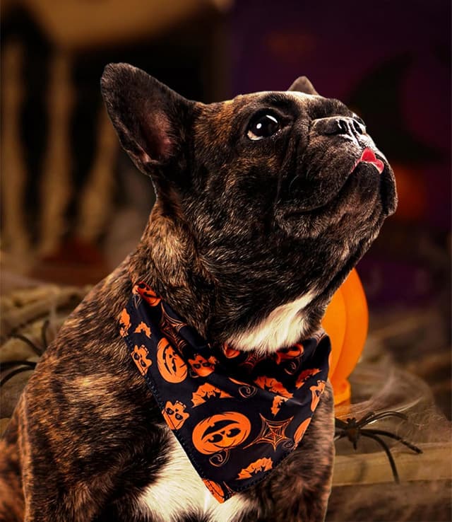 Thumbnail 1 de BT Bear Halloween Dog Bandana M Black Ghost