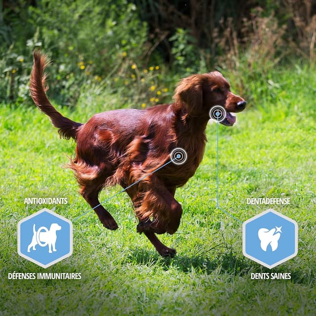 Detalle de Eukanuba Daily Care Adulte Contrôle de Poids Grande Race au Poulet 15 kg