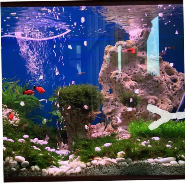 Thumbnail 2 de LiJuanWang 3‑Wege Schlauchverbinder 4,8 mm für Aquarium 🎣