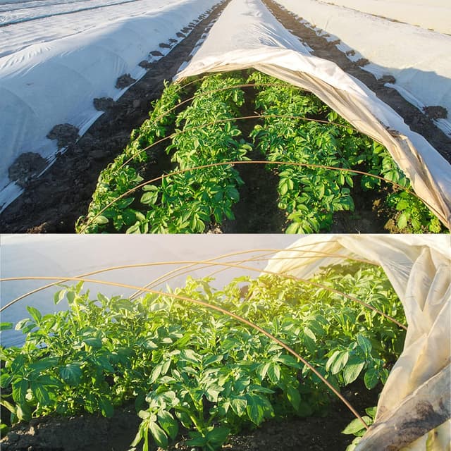 Thumbnail 1 de YY-JUNYING Garden Fleece 40gsm, 2m x 5m