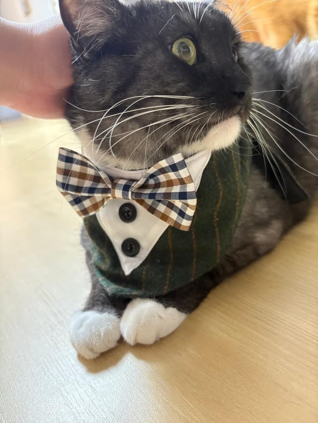 Detalle 2 de BT Bear Tuxedo Collar Bandana Bow Tie