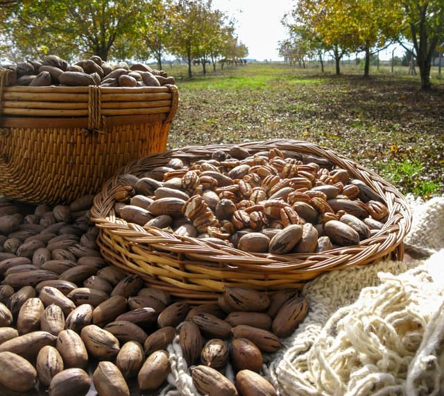 Thumbnail 6 de Mundo Feliz Pecanas Ecológicas - Pack de 5 x 100 g 🌰