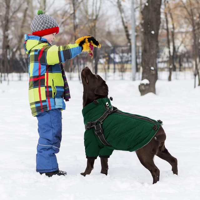 Detalle 2 de CITÉTOILE Warmer Hundejacke mit Geschirr für kaltes Wetter (Winddicht, Reißverschluss, reflektierende Streifen) – Grün, L