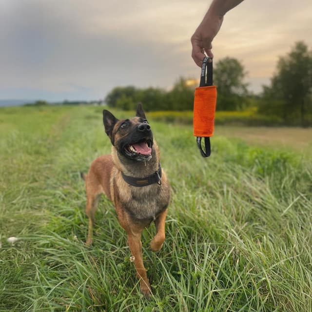 Detalle 2 de Dingo Gear Training Mini Walze aus Nylcot (2 Griffe) 15 x 6 cm, rot – Spiel- und Trainingsspielzeug