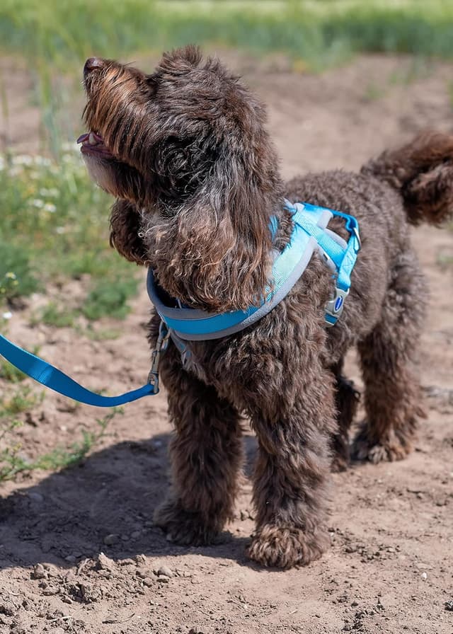 Detalle de Ancol Viva Padded Harness in Blue (Large, 52–71cm) – comfortable, reflective dog harness