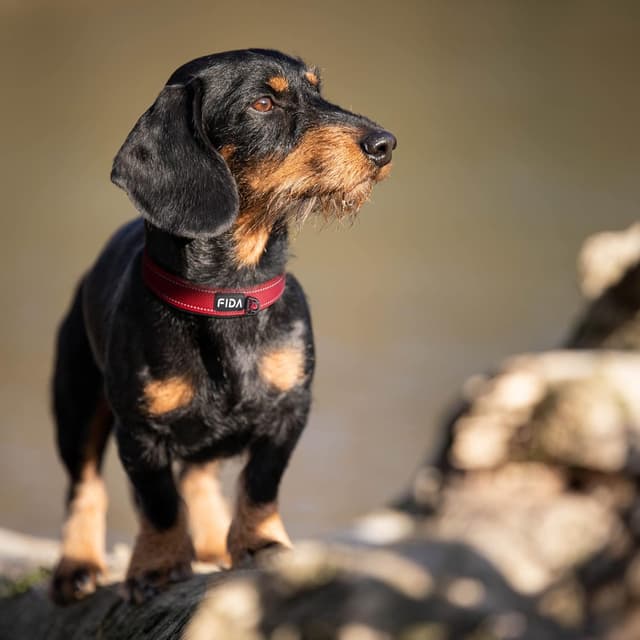 Thumbnail 6 de Fida Padded Dog Collar with Metal Buckle