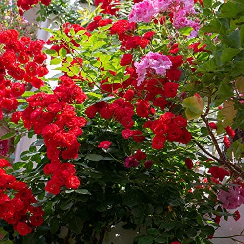 Thumbnail 5 de nutriONE Nutri 1 One fertilizante líquido