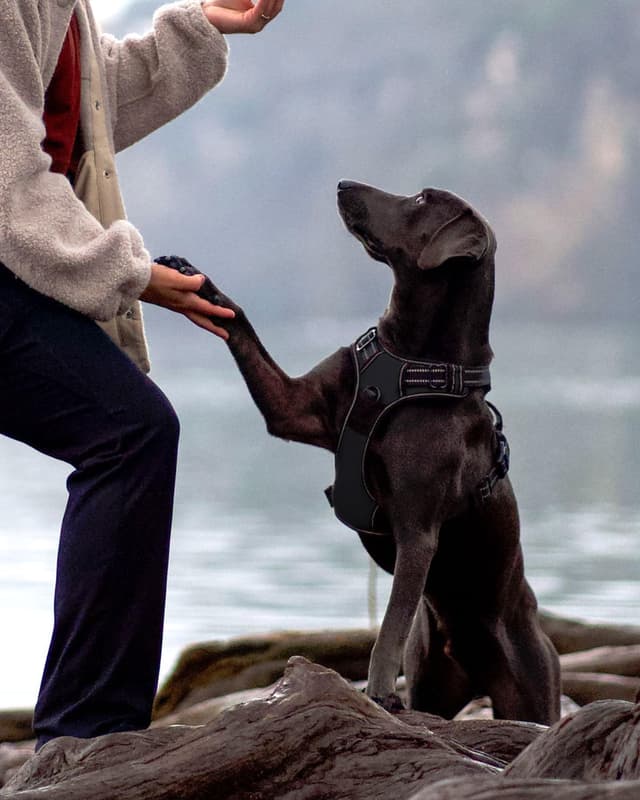 Thumbnail 6 de Joytale Hundegeschirr M reflektierend