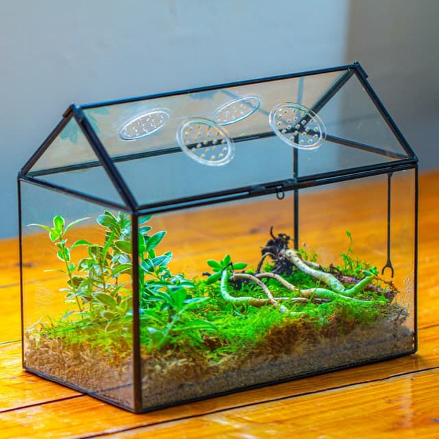 Detalle 2 de NCYP glass terrarium box 26x15x21 cm