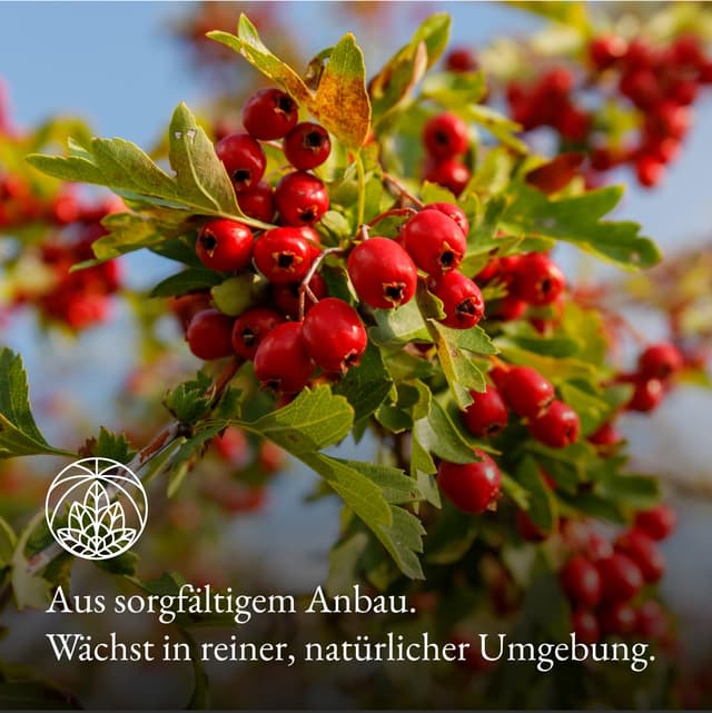 Detalle de Weißdorn Tee Monte Nativo (300 g) – schonend getrockneter Hawthorn Kräutertee, 100% natürlich