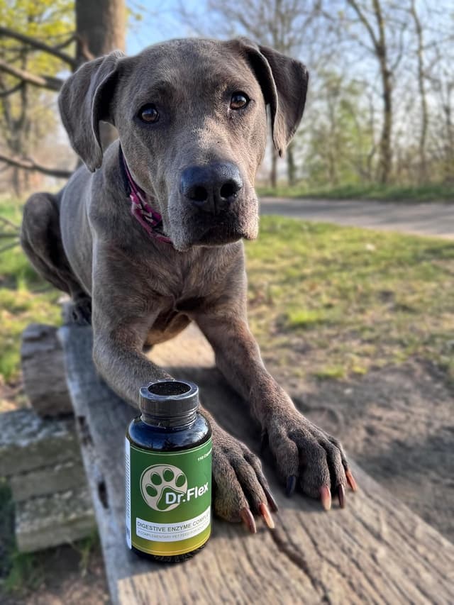 Detalle 2 de Complexe probiotique Dr. Flex pour chiens