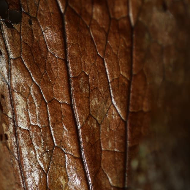 Thumbnail 5 de Canon RF 85mm F2 objetivo MACRO 1:2,0 IS STM