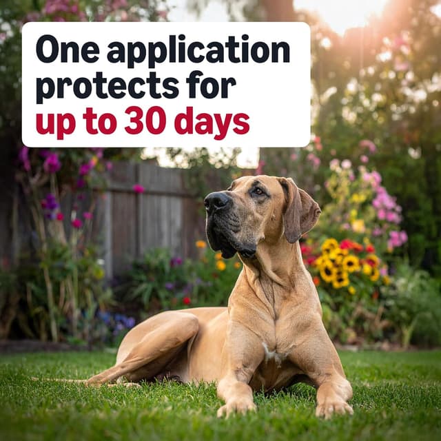 Detalle 2 de Amazon Basics Flea and Tick Treatment X-Large 3-count