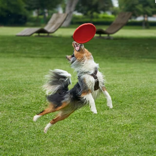 Thumbnail 5 de Vivifying Frisbee Hund 18cm Frisbee für Hunde