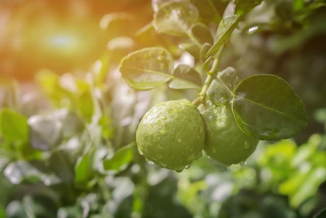 Thumbnail 3 de Succo di Bergamotto 1L Puro 100% Box Giù in Calabria