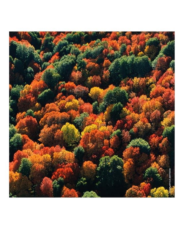 Thumbnail 5 de Guerlain Recarga Eau de Parfum Aqua Allegoria Forte Rosa Palissandro 200 ml