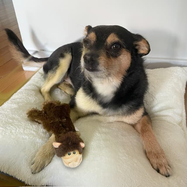 Thumbnail 6 de Best Pet Supplies 2-in-1 Quietschendes Hundespielzeug (ohne Füllung) mit weichem Stoff – Kuh/Affe, Größe M