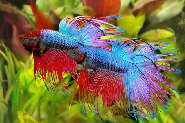 Thumbnail 2 de SERA Bettagran flocons 10 g đ