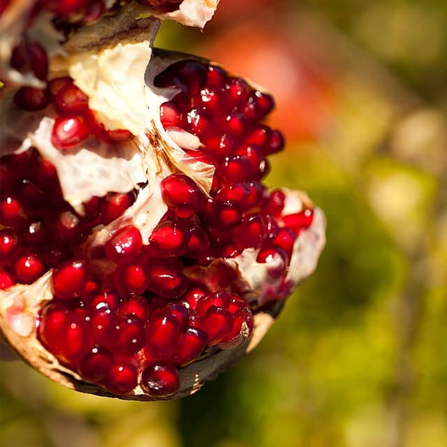 Thumbnail 4 de Weleda - Aceite Corporal Granada, Antioxidante y Vegano